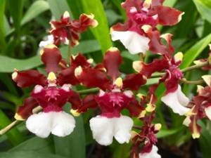 Two Intergeneric Oncidinae Orchids
